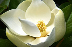 Southern Magnolia Event Planning logo